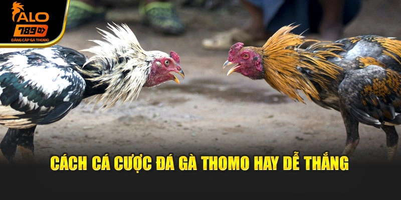 Cách cá cược đá gà Thomo hay dễ thắng