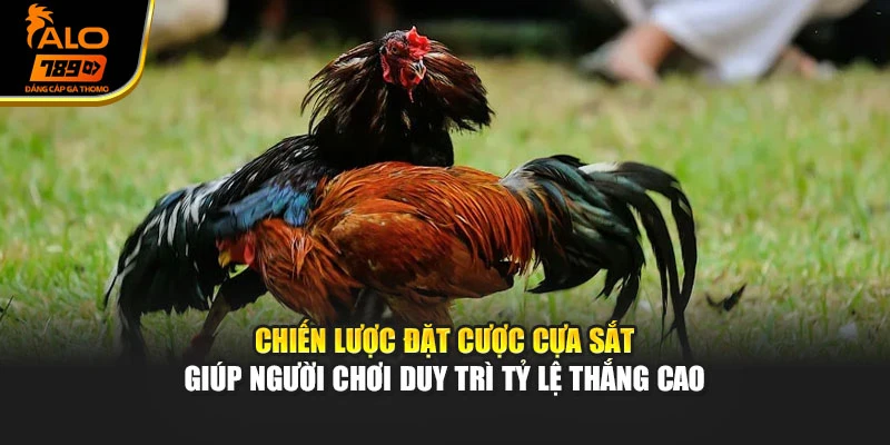 Chiến lược đặt cược cựa sắt giúp người chơi duy trì tỷ lệ thắng cao