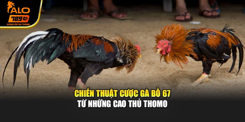 Chiến thuật cược gà Bồ 67 từ những cao thủ Thomo