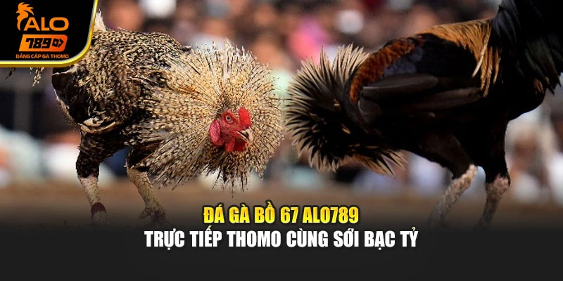 Đá Gà Bồ 67 Alo789 - Trực Tiếp Thomo Cùng Sới Bạc Tỷ