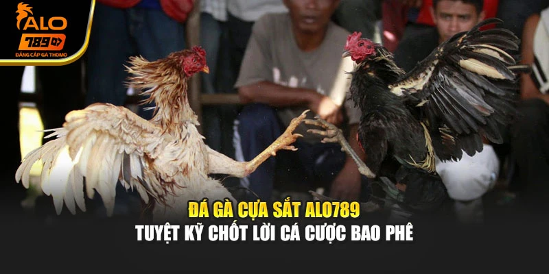 Đá Gà Cựa Sắt Alo789 - Tuyệt Kỹ Chốt Lời Cá Cược Bao Phê