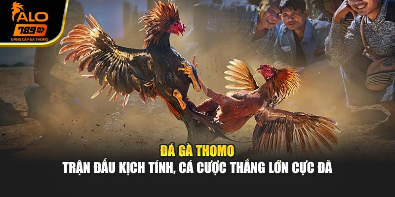 Đá Gà Thomo – Trận Đấu Kịch Tính, Cá Cược Thắng Lớn Cực Đã