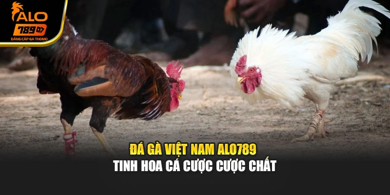Đá Gà Việt Nam Alo789 - Tinh Hoa Cá Cược Cược Chất