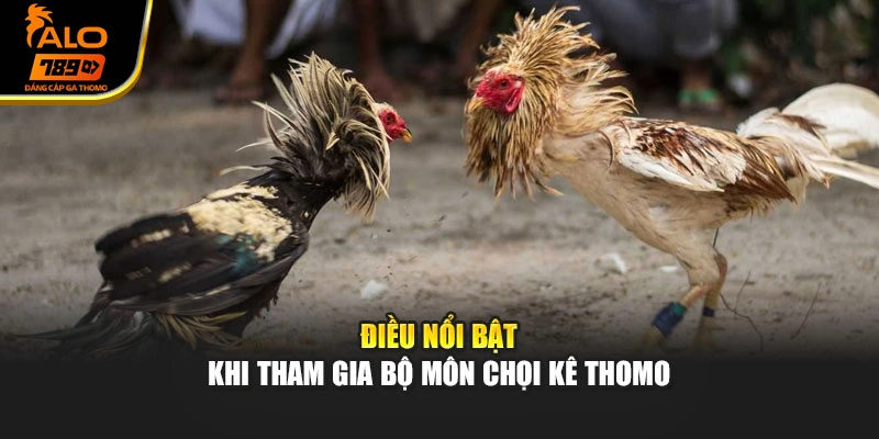 Điều nổi bật khi tham gia bộ môn chọi kê Thomo
