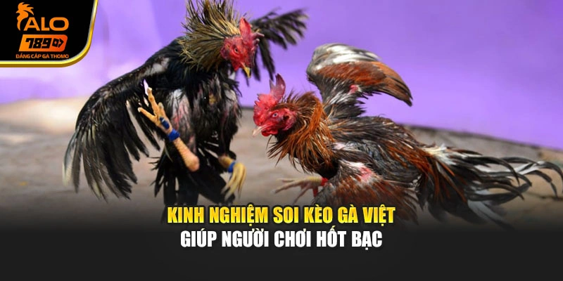 Kinh nghiệm soi kèo gà Việt giúp người chơi hốt bạc