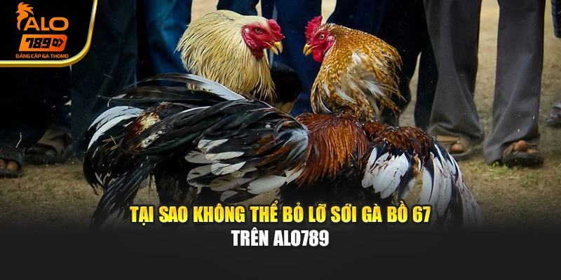 Tại sao không thể bỏ lỡ sới gà Bồ 67 trên Alo789