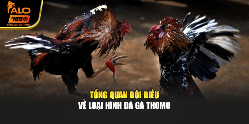 Tổng quan đôi điều về loại hình đá gà Thomo