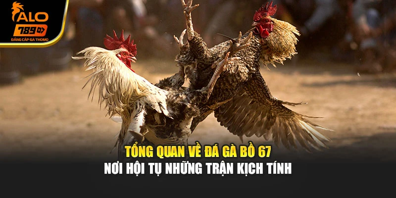 Tổng quan về đá gà Bồ 67 – nơi hội tụ những trận kịch tính