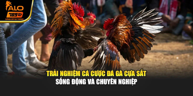 Trải nghiệm cá cược đá gà cựa sắt sống động và chuyên nghiệp