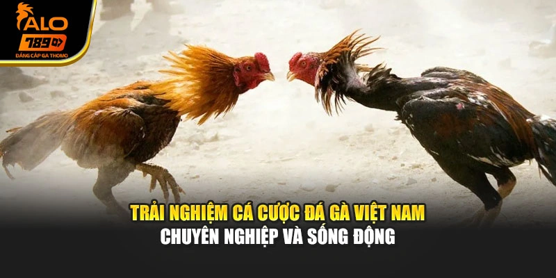 Trải nghiệm cá cược đá gà Việt Nam chuyên nghiệp và sống động